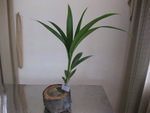 Anh-dep-dừa giống.JPG-13138.aspx